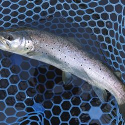 ひれピンニジマス連発！ ～フィッシング母袋～